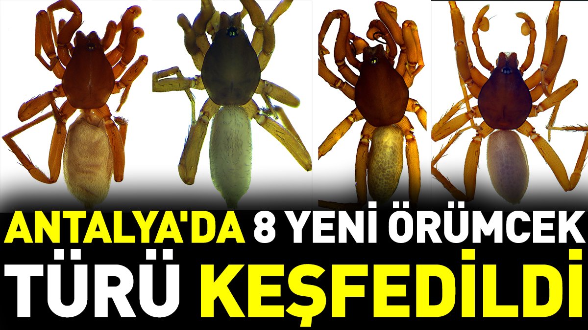 Antalya'da 8 yeni örümcek türü keşfedildi