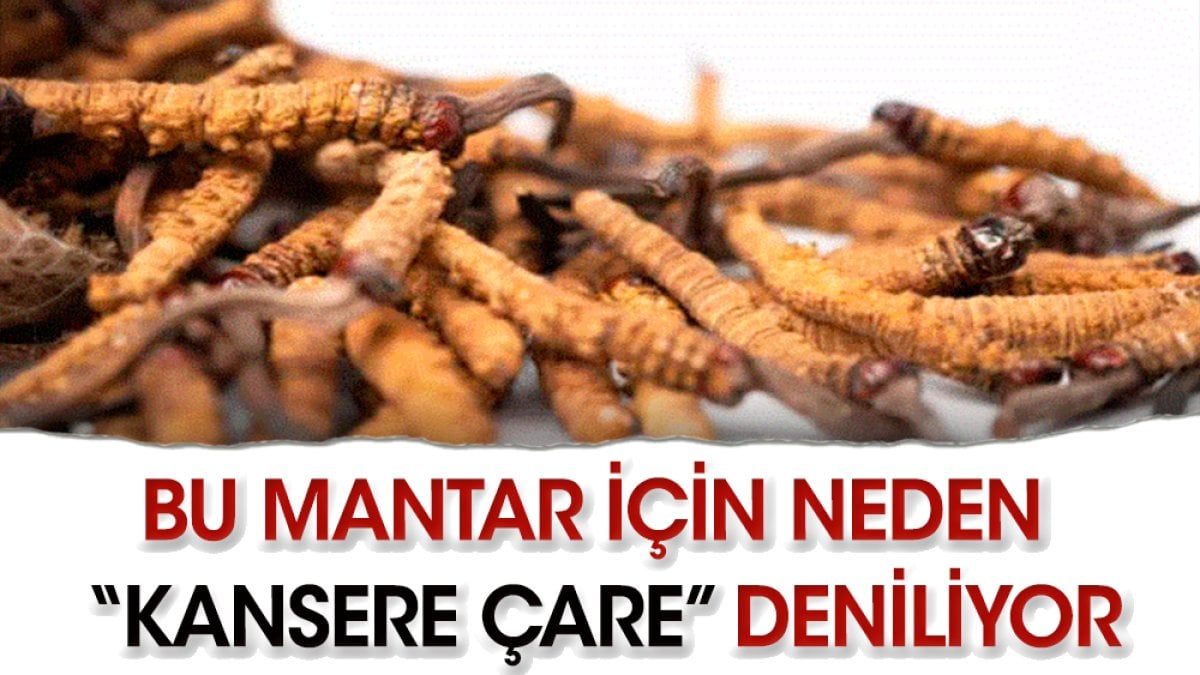 O mantar kansere umut ışığı mı