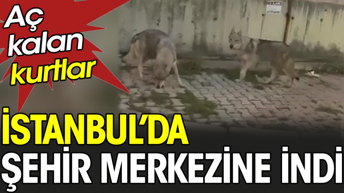 Aç kalan kurtlar İstanbul’da şehir merkezine indi