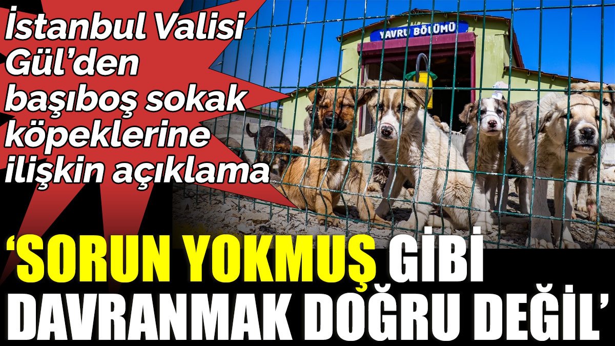 İstanbul Valisi Gül’den başıboş sokak köpeklerine ilişkin açıklama ‘Sorun yokmuş gibi davranmak doğru değil’