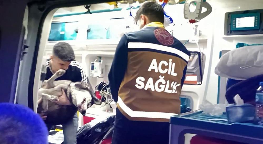 Yangından kurtarılan köpek suni teneffüs ve kalp masajı ile hayatta kaldı