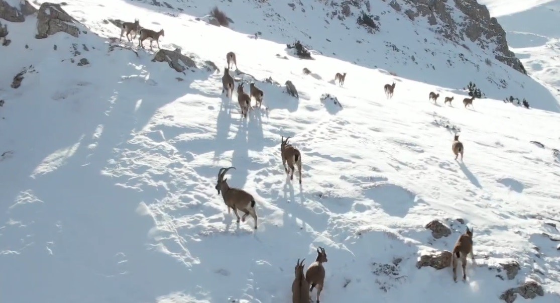 Göç yoluna koyulan yaban keçileri belgesel tadında görüntü oluşturdu