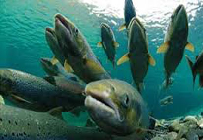 Norveç’ten Çin’e somon balığı ihracatı sürecek