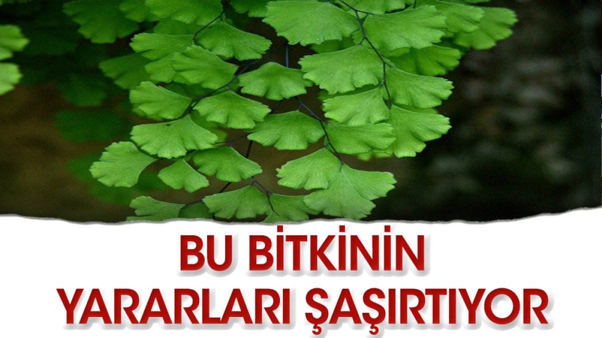 Baldırıkara nedir ne işe yarar? İşte yanıtı...