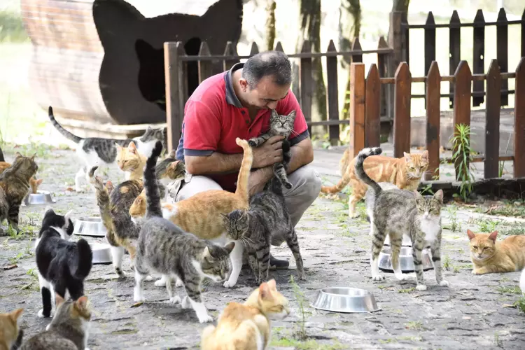 Samsun’da 30 bin sokak hayvanı tedavi edildi