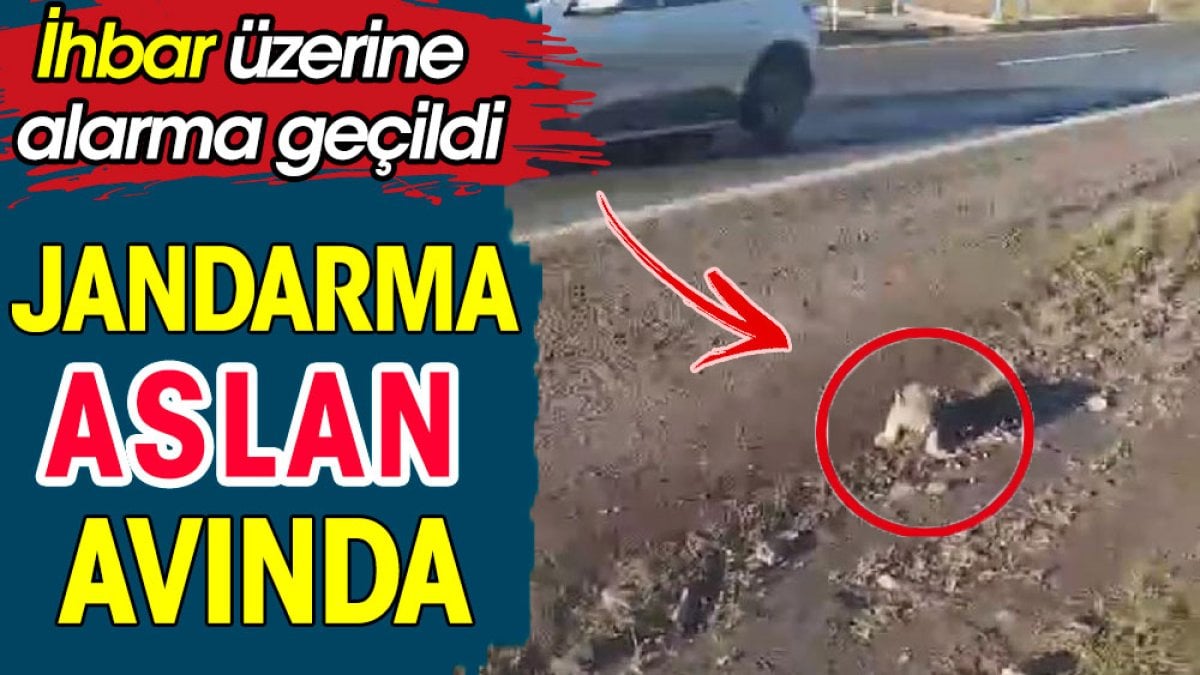 Jandarma 'aslan' avına çıktı. İhbar üzerine jandarma alarma geçti