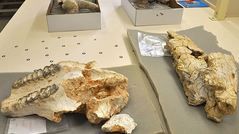 Anadolu'da 8 milyon yıllık fosiller bulundu