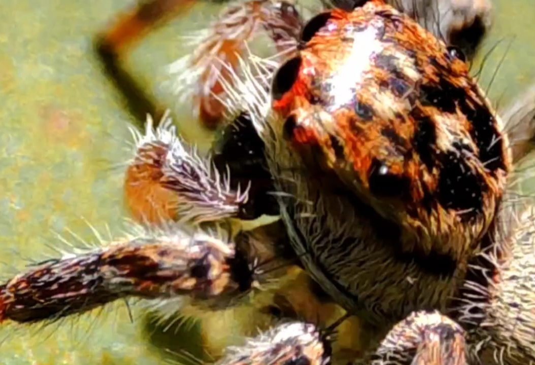 Erzurum’da vatandaşlar doğada nadir görülen zıplayan örümceği görüntüledi