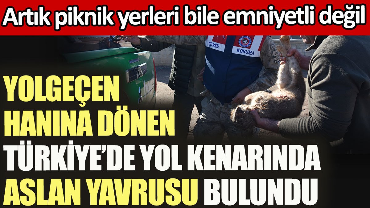 Yolgeçen hanına dönen Türkiye'de yol kenarında aslan yavrusu bulundu