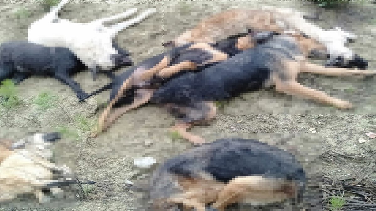 Bilecik’teki köpek ölümlerinin şüphelileri serbest
