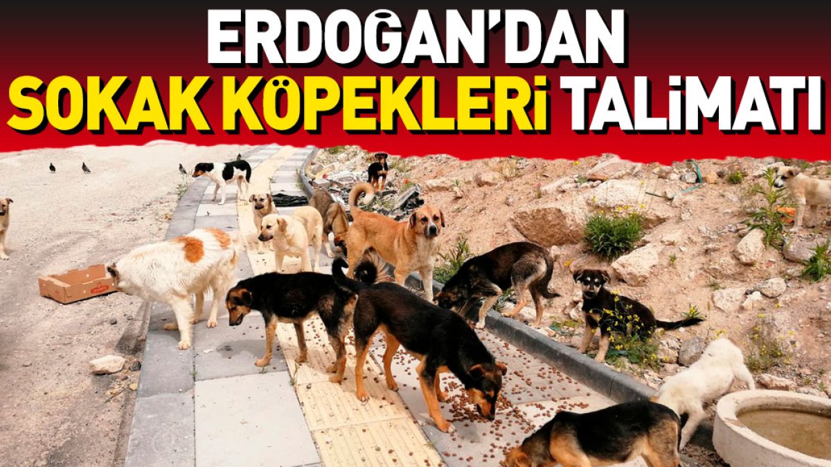 Erdoğan'dan sokak köpekleri talimatı