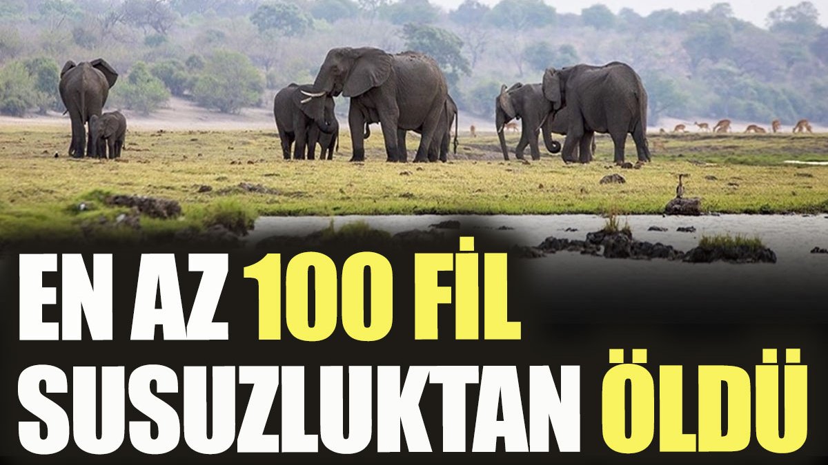 En az 100 fil susuzluktan öldü