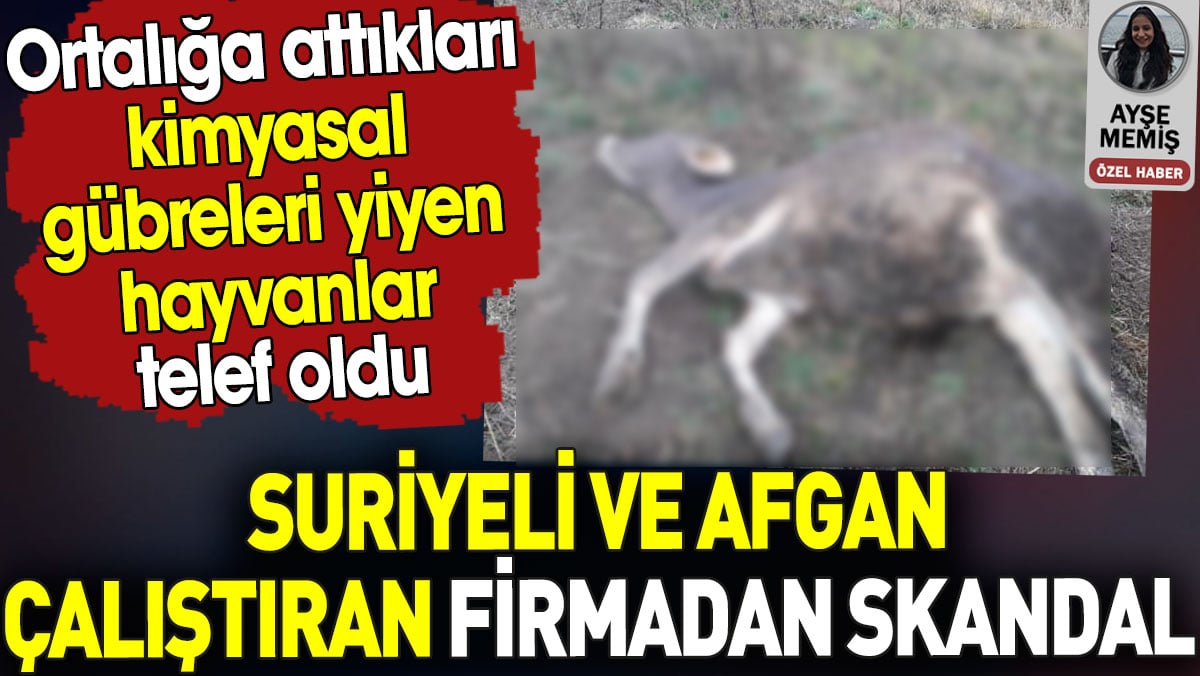 Suriyeli ve Afgan çalıştıran firmada skandal .Ortalığa attıkları kimyasal gübreleri yiyen hayvanlar telef oldu