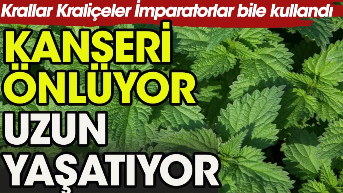 Bu otu Krallar Kraliçeler İmparatorlar bile kullandı