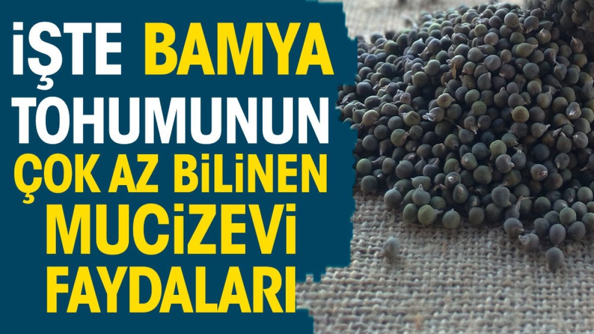 İşte bamya tohumunun çok az bilinen mucizevi faydaları