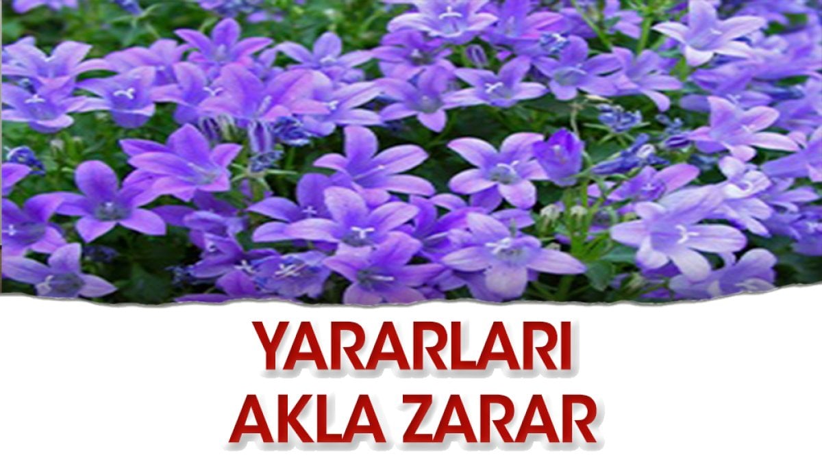 Yararları akla zarar çiçek