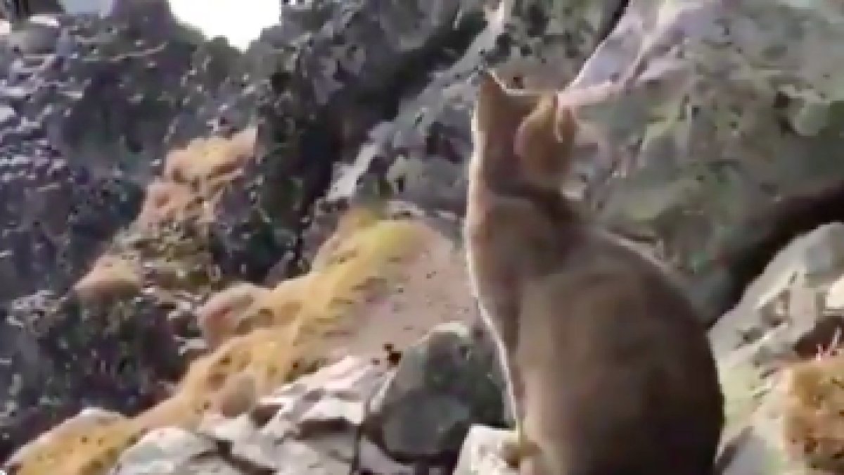 Kediler şaşırtmıyor... Dağcılar, dağın zirvesinde kendini temizleyen bir kedi ile karşılaştılar