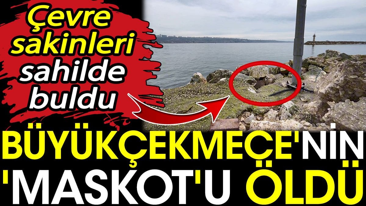 Büyükçekmece'nin 'Maskot'u öldü. Sahilde bulundu