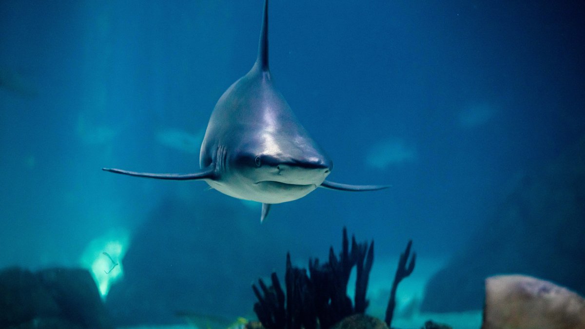 Avustralya’da köpekbalığı saldırısı: 1 ölü