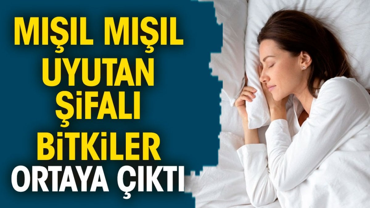 Mışıl mışıl uyutan şifalı bitkiler ortaya çıktı