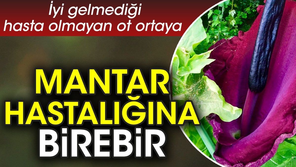 Mantar hastalığına birebir. İyi gelmediği hasta olmayan ot ortaya çıktı