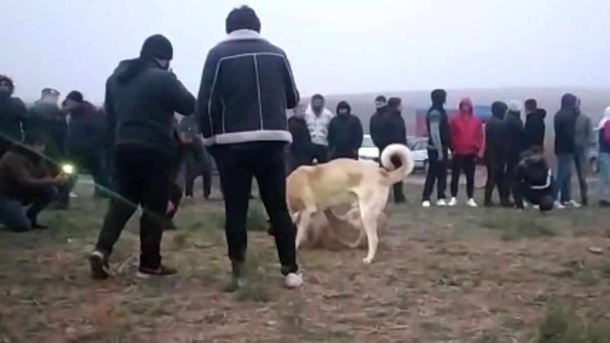 Kahramanmaraş'ta köpek dövüştüren 12 kişiye dev ceza