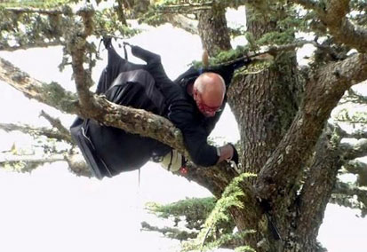 Alman paraşütçüyü sedir ağacı kurtardı