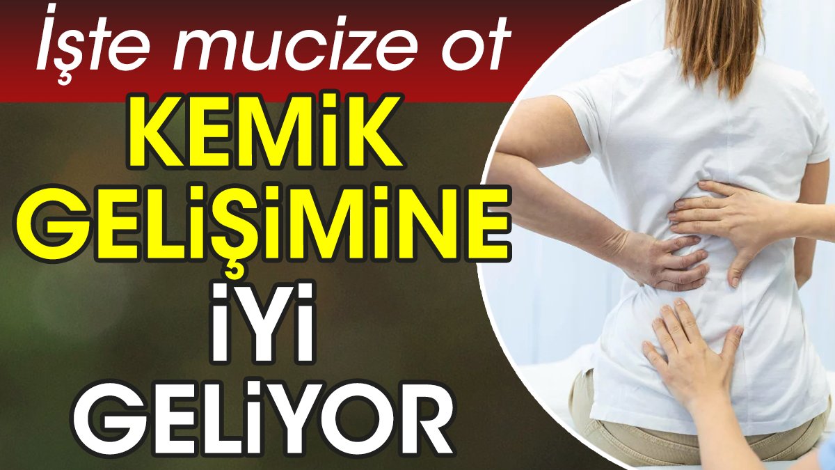 Kemik gelişimine iyi geliyor. İşte mucize ot