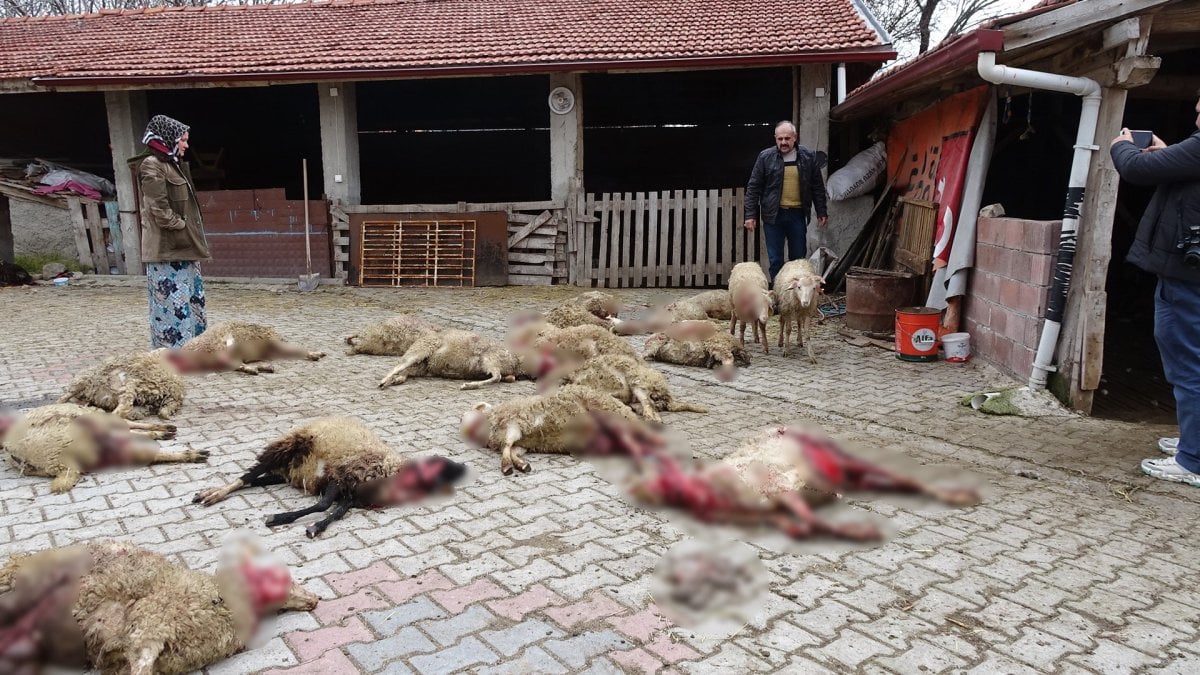 Ahıra giren sokak köpekleri onlarca koyunu telef etti.