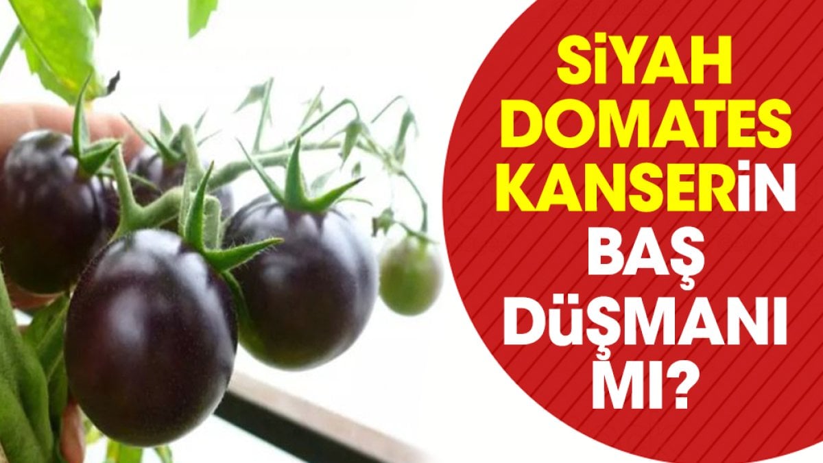 Siyah domates kanserin baş düşmanı mı?