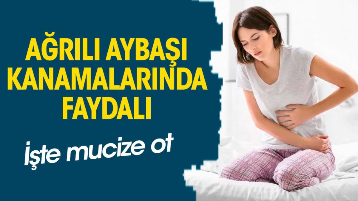 Ağrılı aybaşı (Regl) kanamalarında faydalı. İşte mucize ot