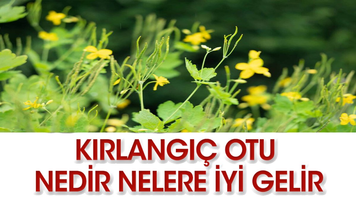 Kırlangıç otunun yararları nelerdir