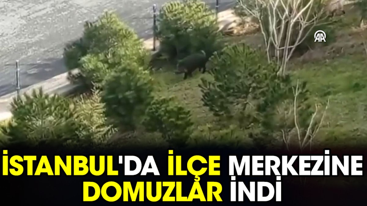 İstanbul'da ilçe merkezine domuzlar indi