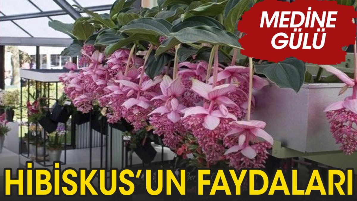 Hibiskus nelere faydalı?