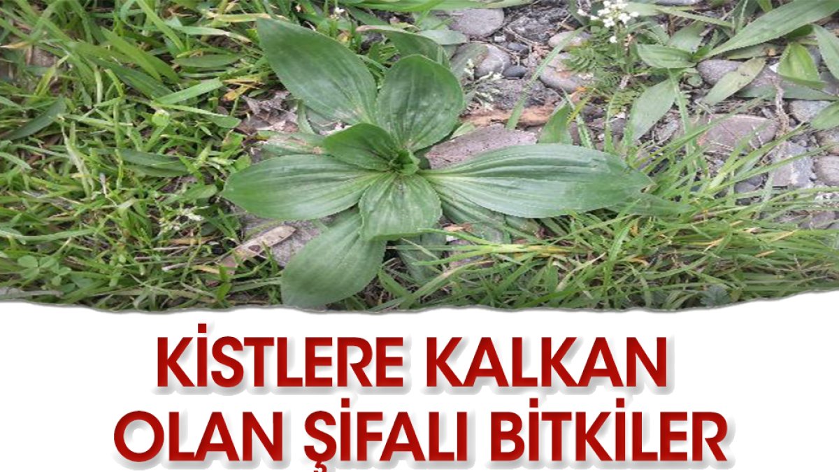 İşte kistleri yok eden bitkiler