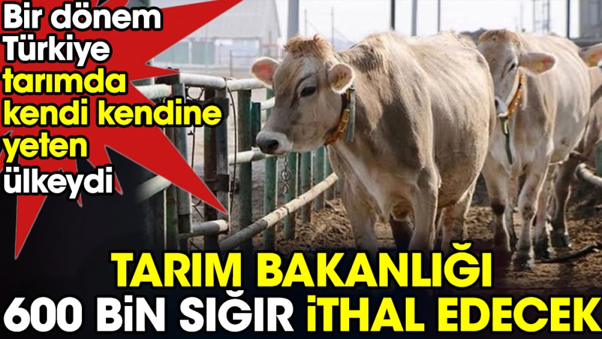 Tarım Bakanlığı 600 bin sığır ithal edecek