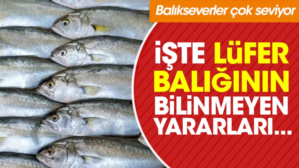 Balıkseverler çok seviyor. İşte Lüfer balığının bilinmeyen yararları...