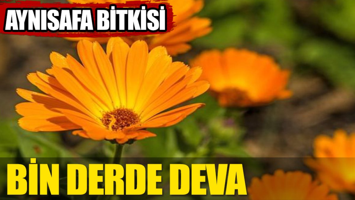 Bu ot cilde de iyi geliyor prostata da...