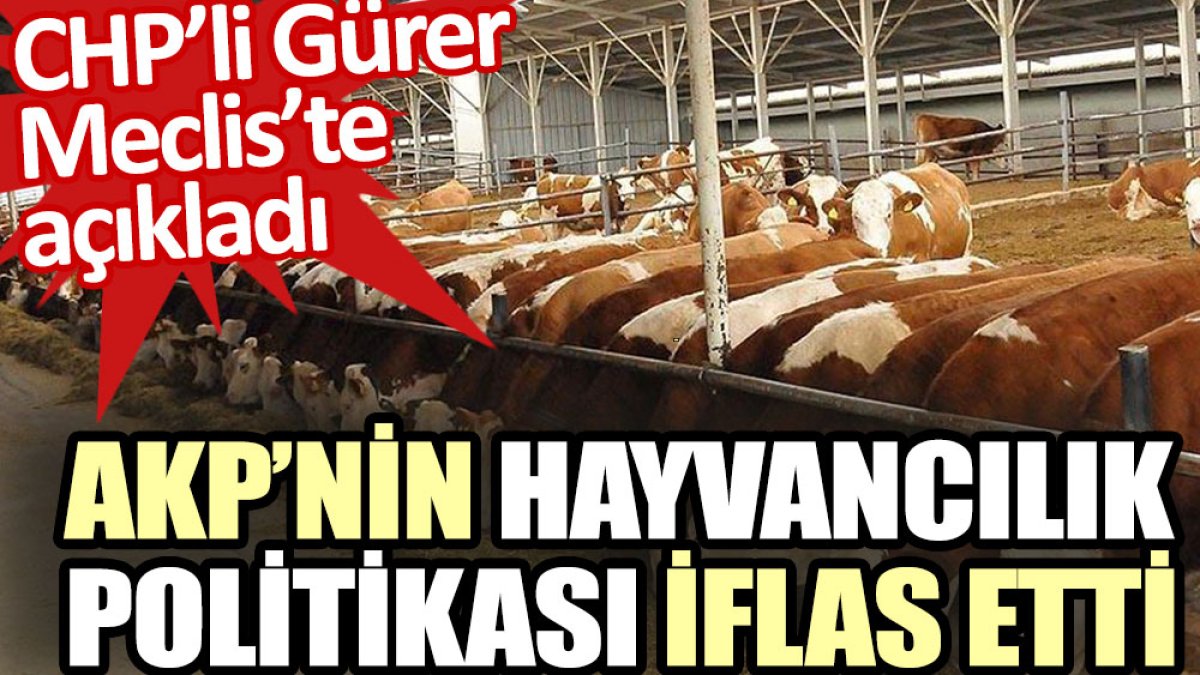 CHP'li Gürer Meclis'te açıkladı: AKP’nin hayvancılık politikası iflas etti