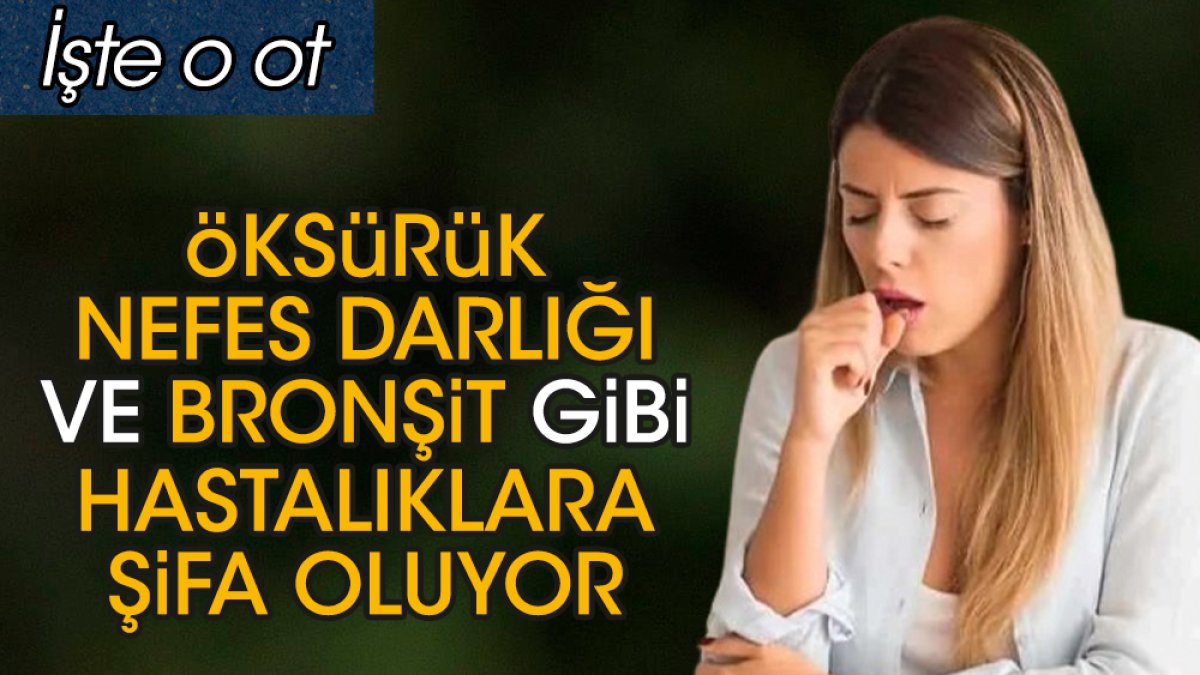 Öksürük nefes darlığı ve bronşit gibi hastalıklara şifa oluyor. İşte o ot