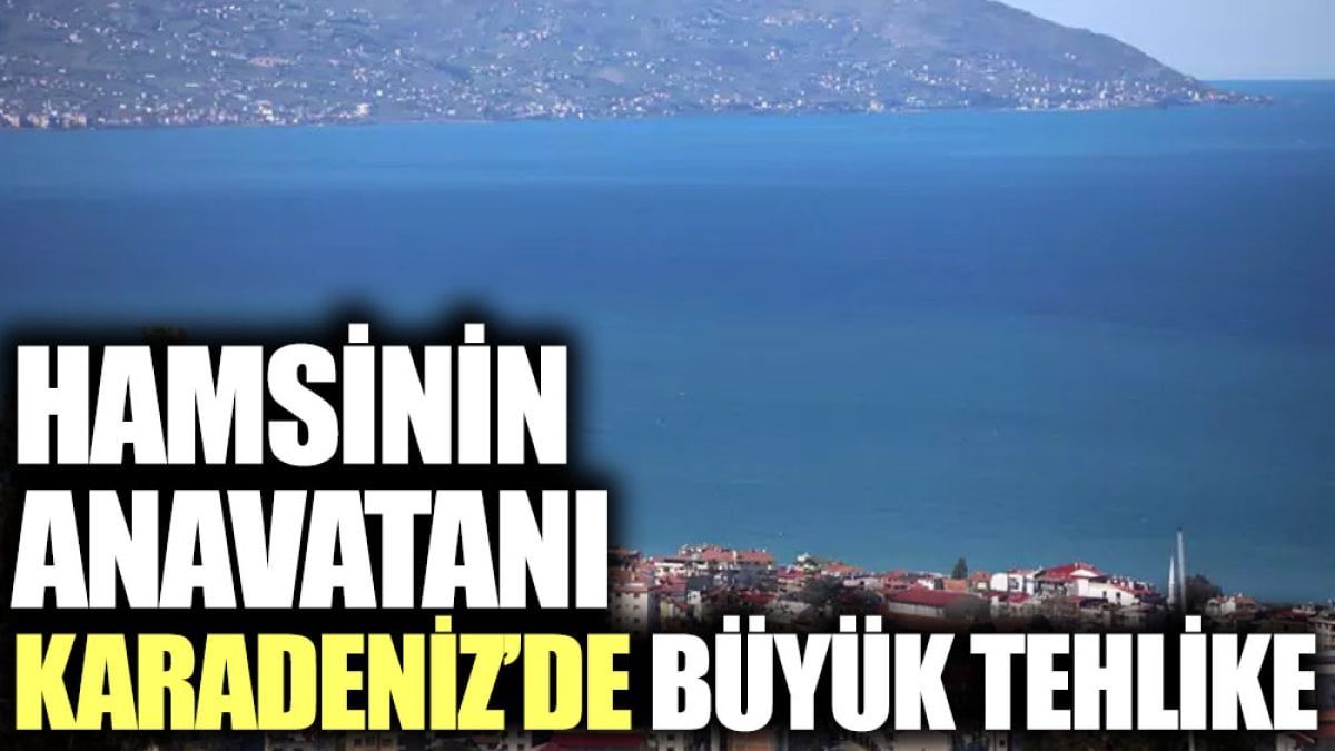 Hamsinin anavatanı Karadeniz’de büyük tehlike