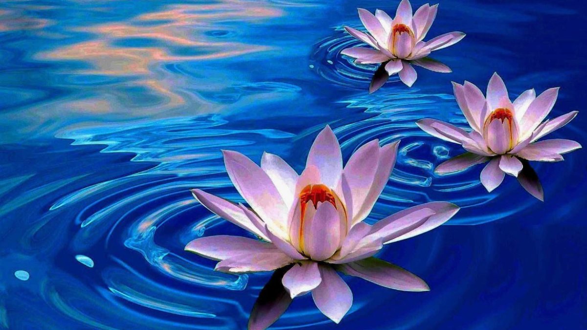 Lotus Çiçeği anlamı. Lotus Çiçeği özellikleri ve faydaları