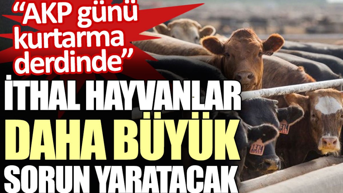 İthal hayvanlar daha büyük sorun yaratacak: AKP ise günü kurtarma derdinde