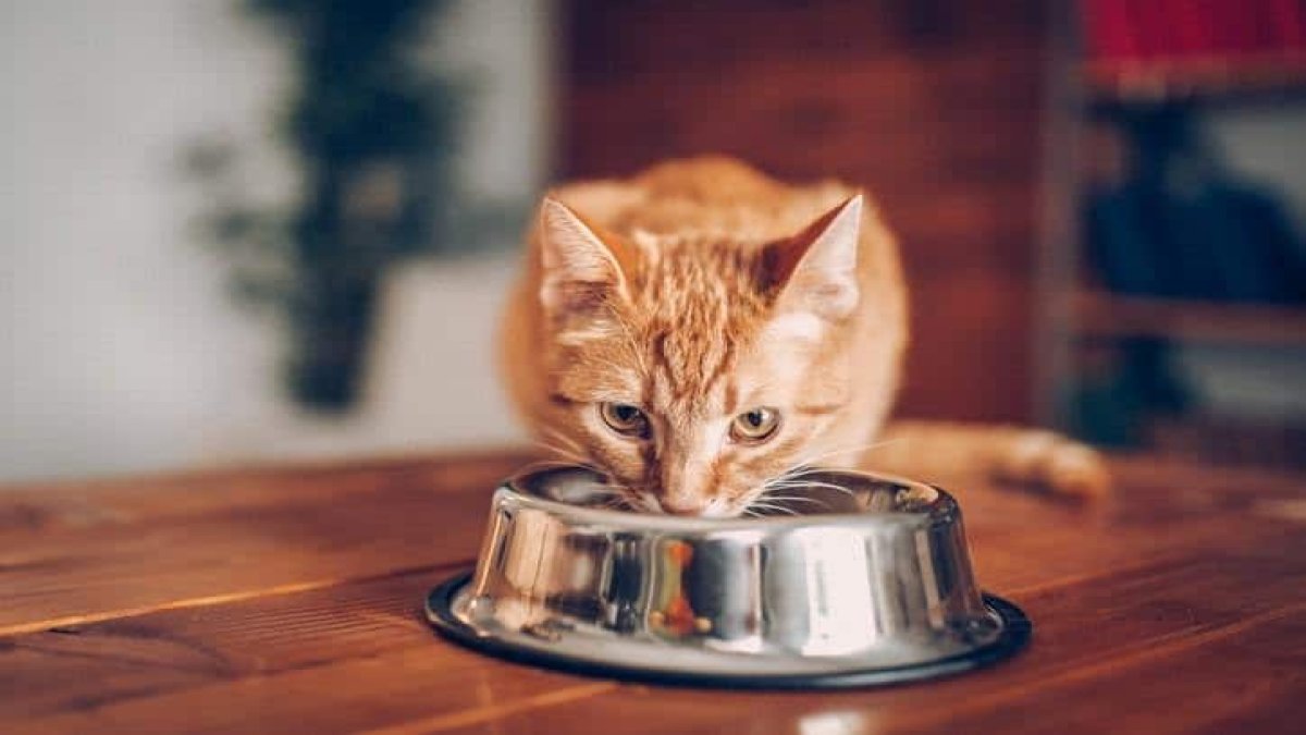 Kedileri nasıl beslemeliyiz? Kedilere ne vermeli ne vermemeli?