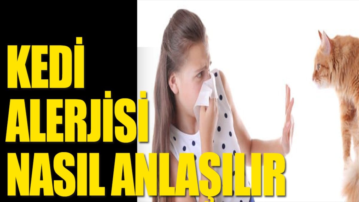 Kedi alerjisi olduğunuzu nasıl anlarsınız