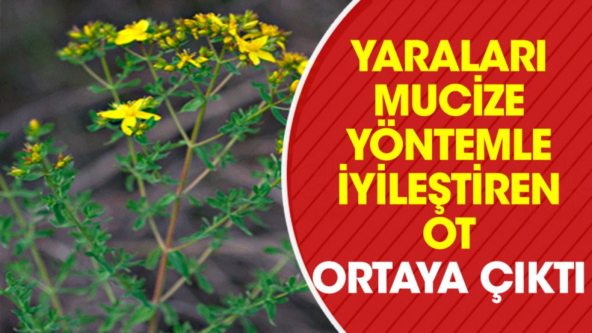 Yaraları mucize yöntemle iyileştiren ot ortaya çıktı