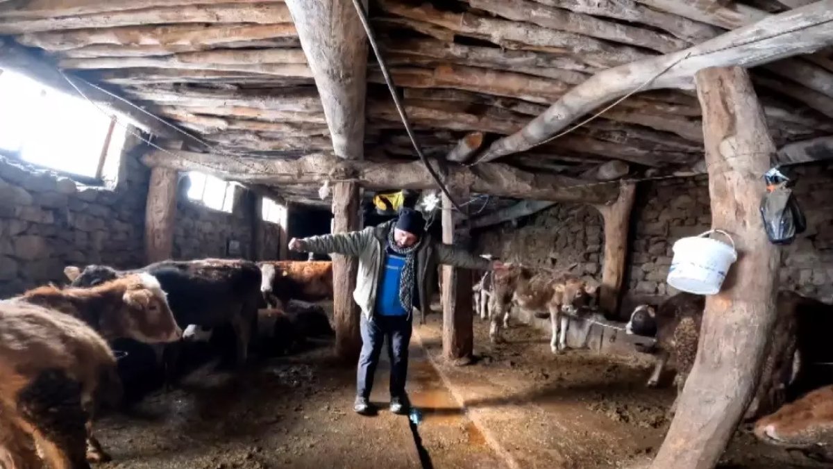 Erzincanlı Besici İneklerine "Dilber" Şarkısı Dinleterek Süt Verimini Artırıyor