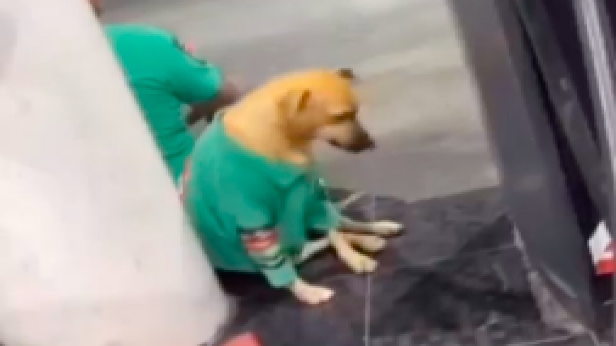 Benzin istasyonunda sahiplenilen sokak köpeği, ilk iş gününde çalışanların gönlünü kazandı