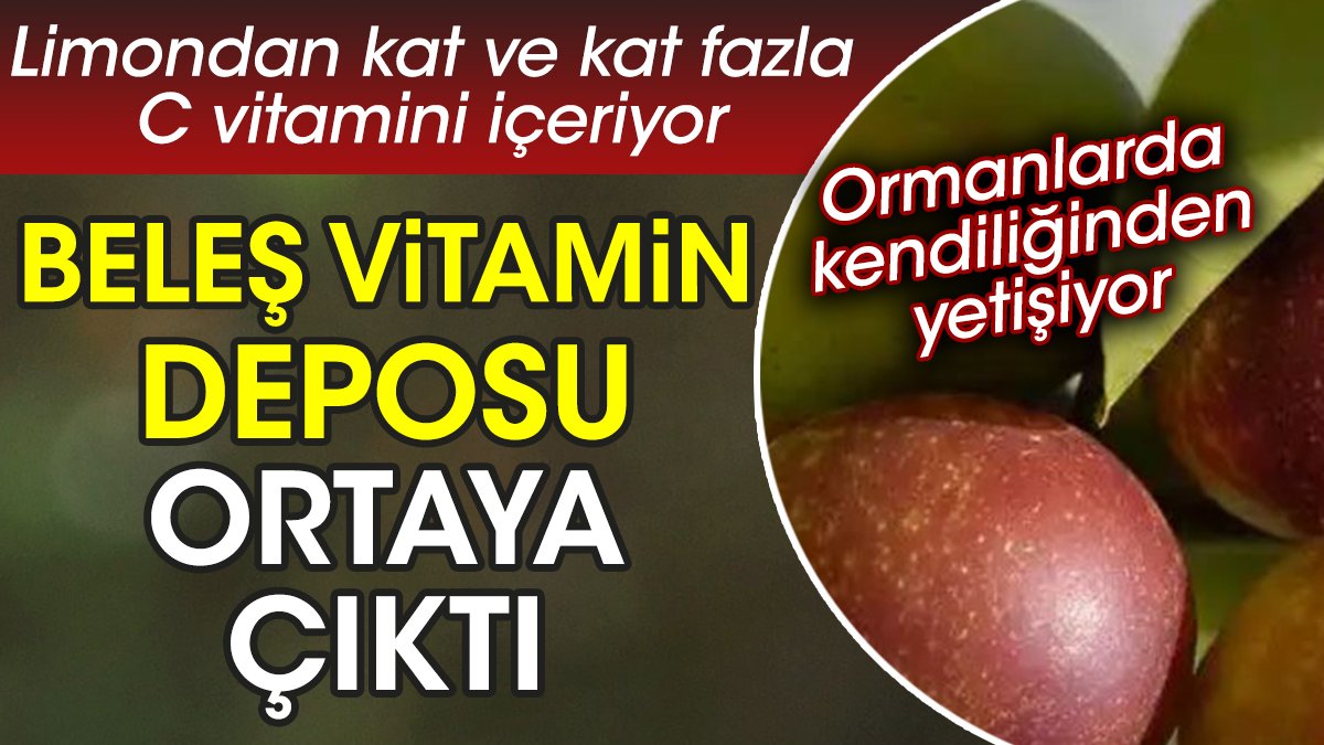 Beleş vitamin deposu ortaya çıktı. Limondan kat ve kat fazla C vitamini içeriyor. Ormanlarda kendiliğinden yetişiyor