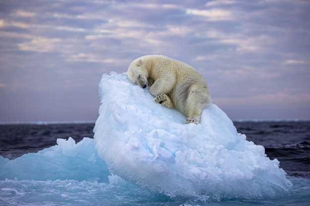 Uyuklayan kutup ayısı görüntüsü en iyi yaban hayatı fotoğrafçılığı ödülünü kazandı
